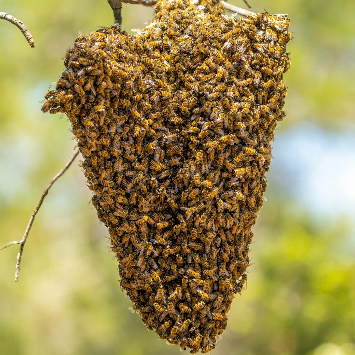 BeeExpert Ausbildung - Online Imkerkurs